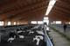 Продажа племенных нетелей молочного направления с продуктивностью от 7000 за лактацию из России в любой город.
