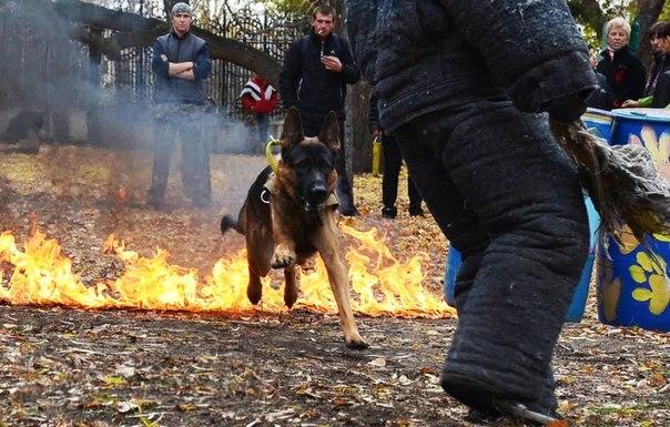 Дрессировка собак в Омске!